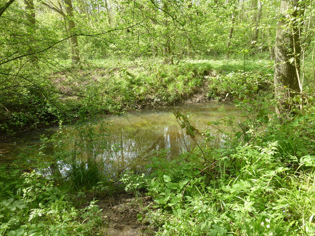 Woodland Pond © Bob Harvey :: Geograph Britain and Ireland