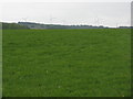 NT0060 : Grass field at Mossend by M J Richardson