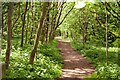 Footpath in Watnall Wood