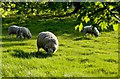 Sheep in Bretforton, Worcestershire