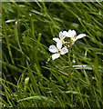 Cuckooflower (cardamine pratensis)