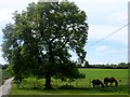 Grazing horses near to Middle Farm