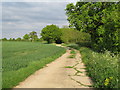 Bridleway on farm track, near Witch Wood, Coggeshall 