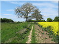 Footpath to Topplesfield, Great Yeldham