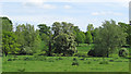 Pasture near Cherry Lane, Great Yeldham