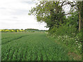 TL7039 : Arable field boundary, Chappelend, Stambourne by Roger Jones