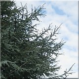 SP3265 : Shoots of Blue Atlas Cedar, Jephson Gardens, Royal Leamington Spa by Robin Stott