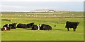 Contented cattle at Kilkenneth