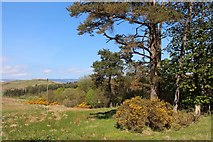 NR9274 : Woodland edge at Melldalloch by Alan Reid