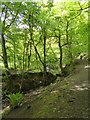 Ball Hill footpath, part of the Tarka Trail, Okehampton