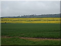 Crop fields near Lilliestead