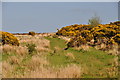 West Somerset : Moorland Path