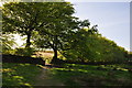 West Somerset : Footpath & Trees