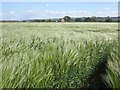 Field of wheat at Crossfield Farm