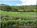 Cattle pasture, below Hengrove Wood