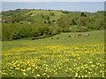 Buttercups for the butter producers