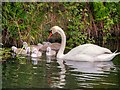 SD7807 : Swan and Cygnets by David Dixon