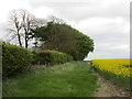 Plantation alongside the High Street