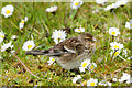 HP6414 : Twite (Acanthis flavirostris), Norwick by Mike Pennington