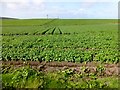 Potato Field