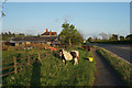 Vergeside grazing by Grange Farm