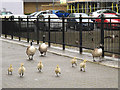 Inquisitive goslings