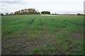 Wheat field by Woodcock