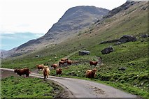 NN2014 : Cattle at home in Glen Fyne at Auchreoch by Alan Reid