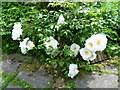 Roses in the garden at Iden Croft Herbs