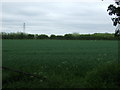 Crop field of Bosworth Lane (B585)