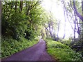 SN0005 : Lane through trees from Jenkins Point Cosheston by welshbabe