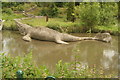 View of a dinosaur in the Dinosaur Trail in Crystal Palace Park #24