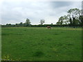 Grazing, Austrey Meadows