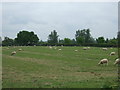 Grazing west of Austrey