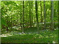 Bluebells in Henning Wood