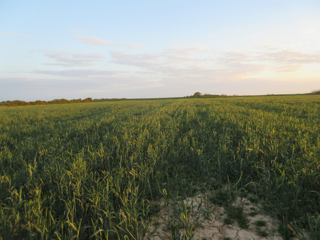 Growing Crops © Peter Holmes :: Geograph Britain And Ireland