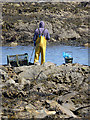 NT9660 : Lobster fishing at Lower Burnmouth by Oliver Dixon