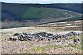 NT3028 : Sheep shelter, Glenlude Hill by Jim Barton