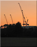 TL4657 : Cranes above Cambridge Station by John Sutton