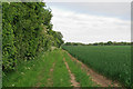 Footpath on arable field margin, Horkesley Green