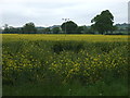 Oilseed rape crop off Watery Lane