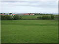 Grazing near Hunmanby Sands Roundabout