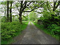 A leafy lane, Effernan Glebe