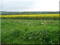 SU2661 : Uncultivated margin of an oil seed rape field by Christine Johnstone
