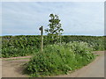 Site of The Posy Tree, Mapperton