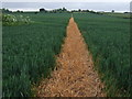 Footpath over field