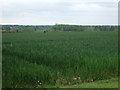 Crop field off Tinsel Lane