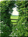 Stile in a hole in a hedge