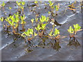 Bog bean in Loch a