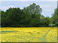 Footpath defined by buttercups